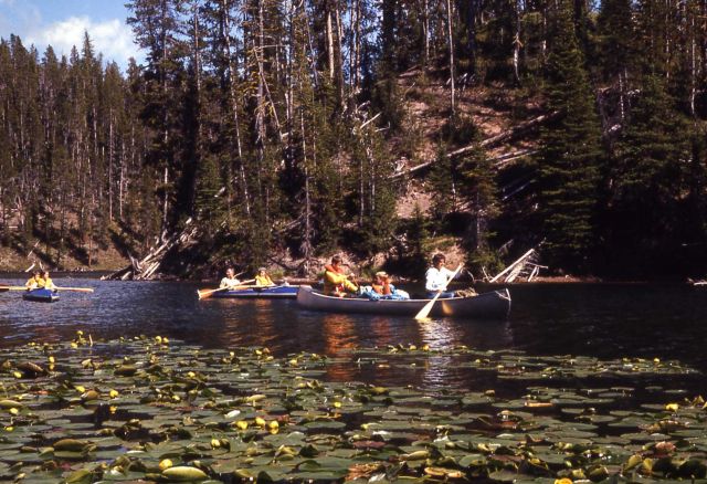 Canoeing among the lily pads of Lewis River channel, three canoes Picture