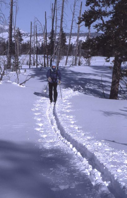 Skier on Sheepeater trail in the winter Picture