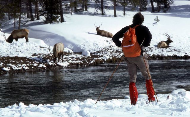 Skier watching elk in the Upper Geyser Basin Picture