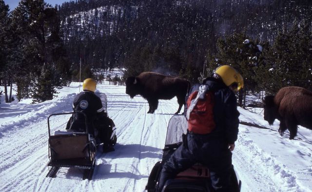 Bison blocking road in winter Picture