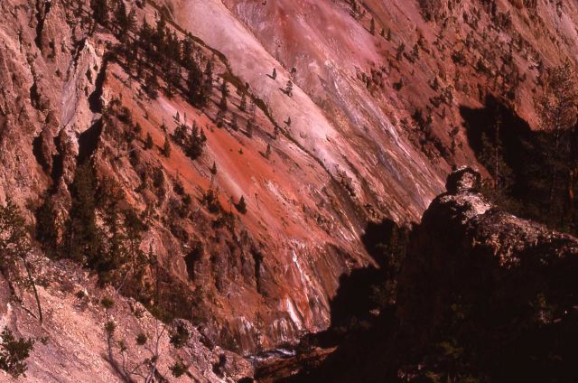 Grand Canyon of Yellowstone Picture