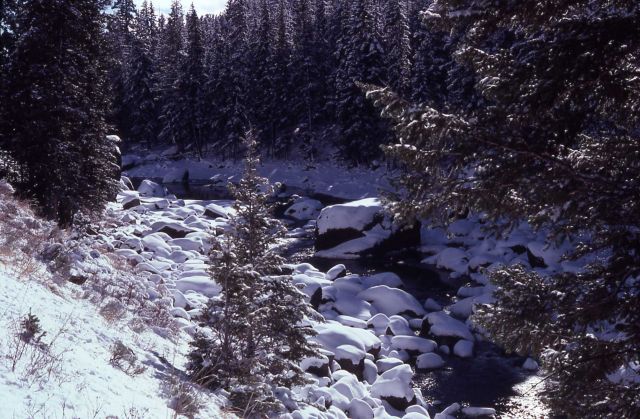 Lamar River Canyon Picture