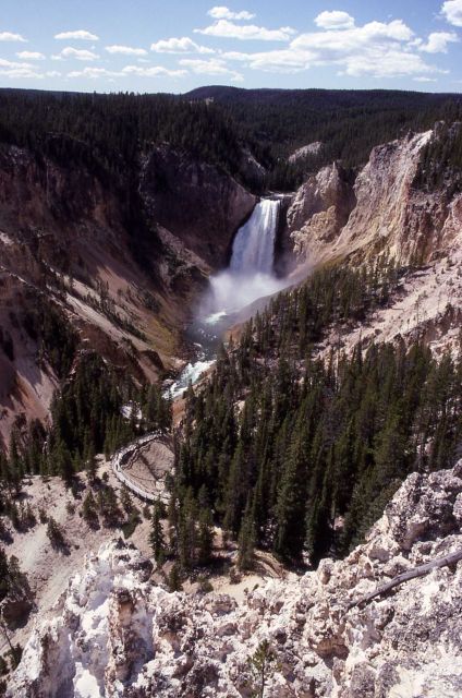 Wall, trees & Lower Falls of the Grand Canyon of Yellowstone as seen from Lookout Point Picture