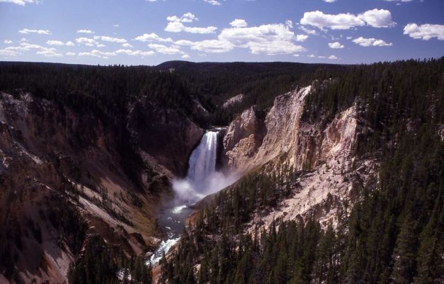 Wall, trees & Lower Falls of the Grand Canyon of Yellowstone as seen from Lookout Point Picture