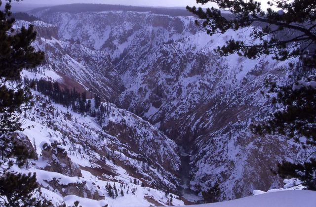 Grand Canyon of Yellowstone in the winter Picture