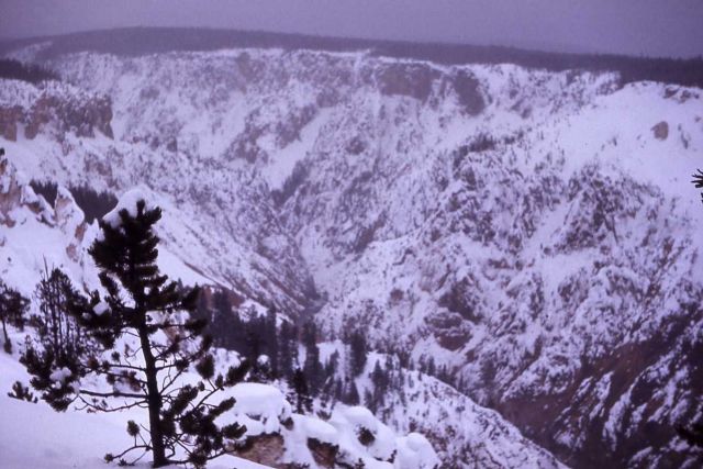Grand Canyon of Yellowstone in the winter Picture