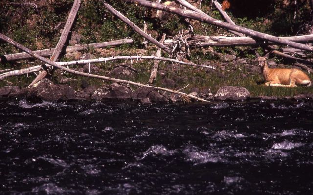 Bechler River with deer on bank Picture