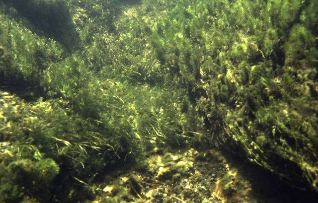 Madison River bottom (underwater) Picture