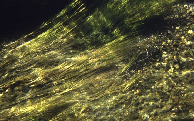 Madison River bottom (underwater) Picture