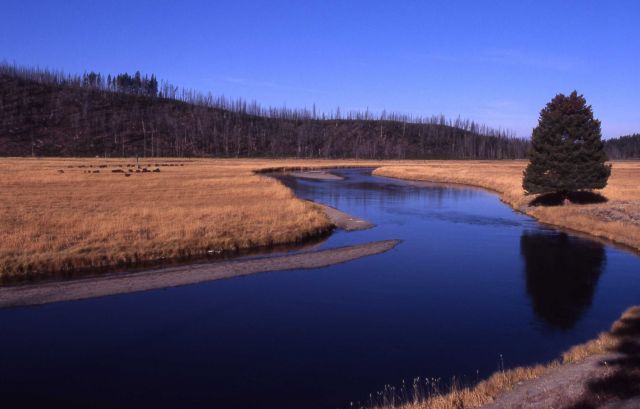 Madison River near Seven Mile bridge Picture
