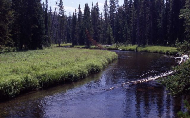 Firehole River along Lone Star trail Picture