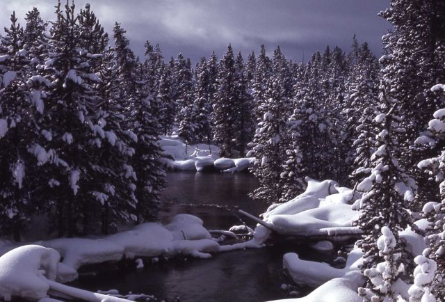 Gibbon River with snow near Norris campground Picture