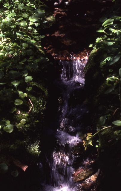 Green lined stream Picture