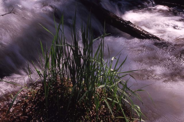 Water fall with tall grasses along river bank Picture