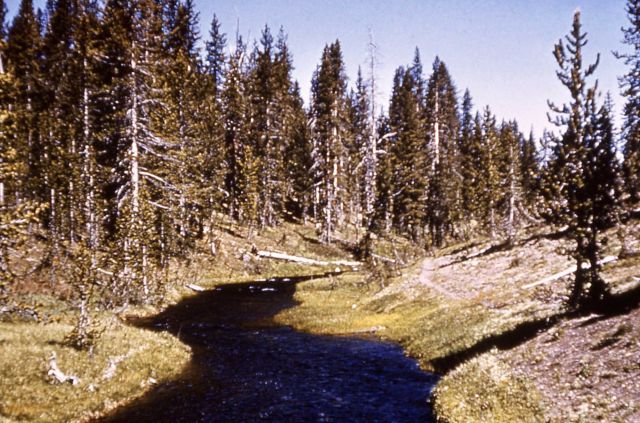 Shoshone Creek Picture