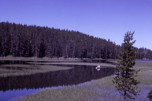 Chipmunk Creek Picture
