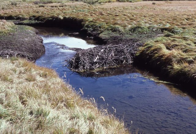 Thorofare Creek & beaver lodge Picture