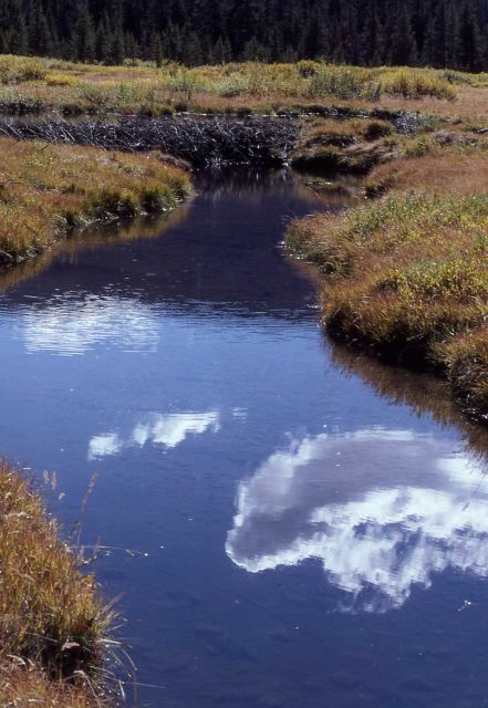 Thorofare Creek & beaver lodge Picture