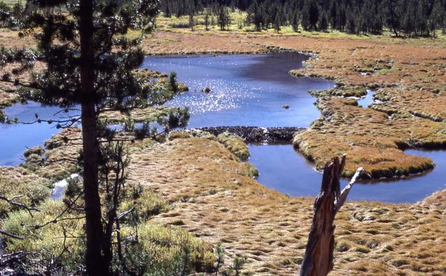 Thorofare Creek & beaver lodge Picture