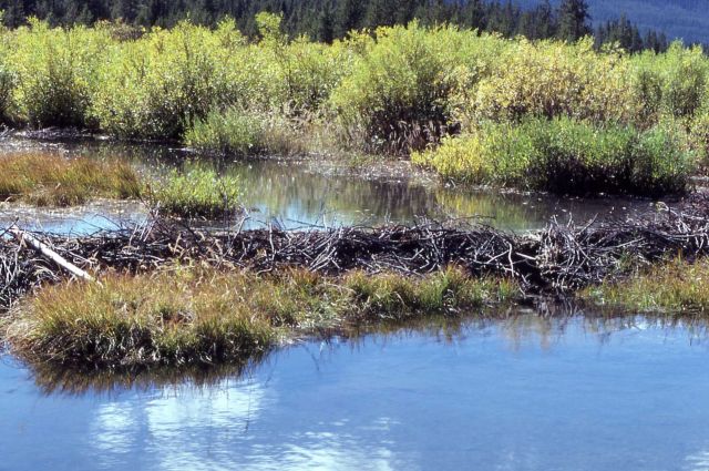 Thorofare Creek & beaver lodge Picture