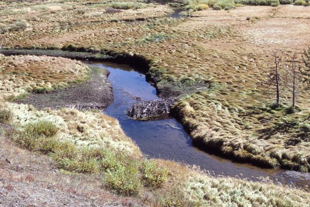 Thorofare Creek & beaver lodge Picture