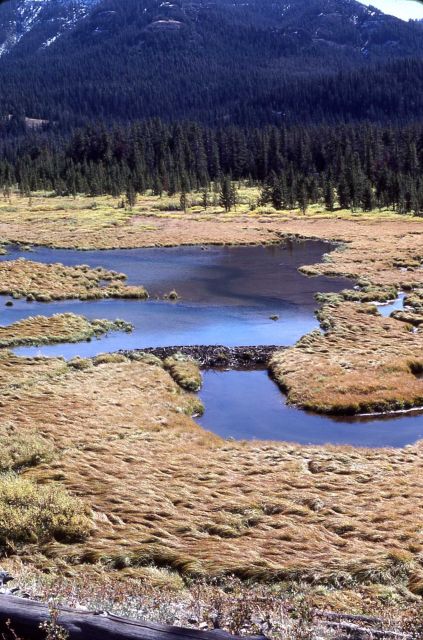 Thorofare Creek & beaver lodge Picture