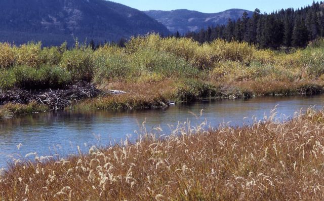Thorofare Creek Picture