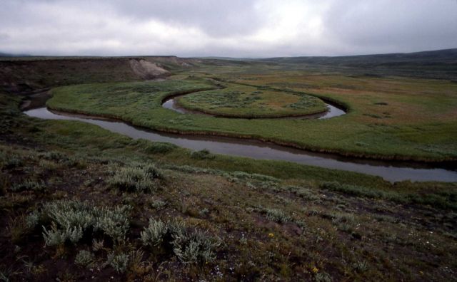 Trout Creek in Hayden Valley Picture