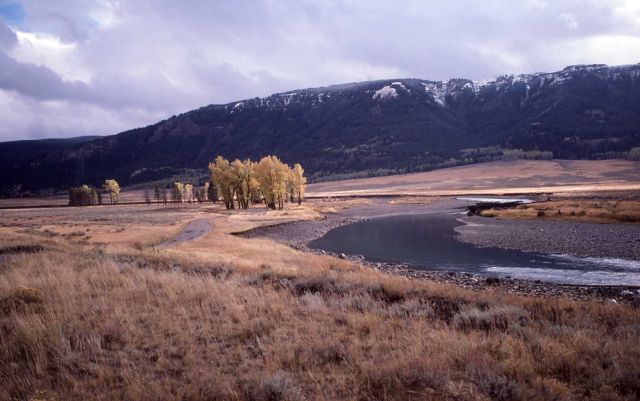 Lamar River Picture