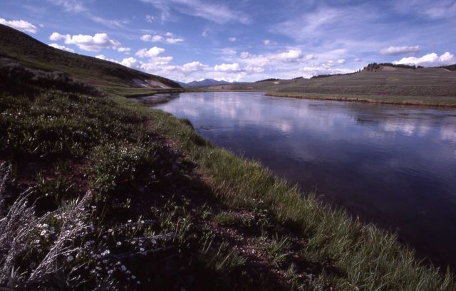 Yellowstone River in Hayden Valley Picture