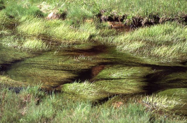Obsidian Creek Picture