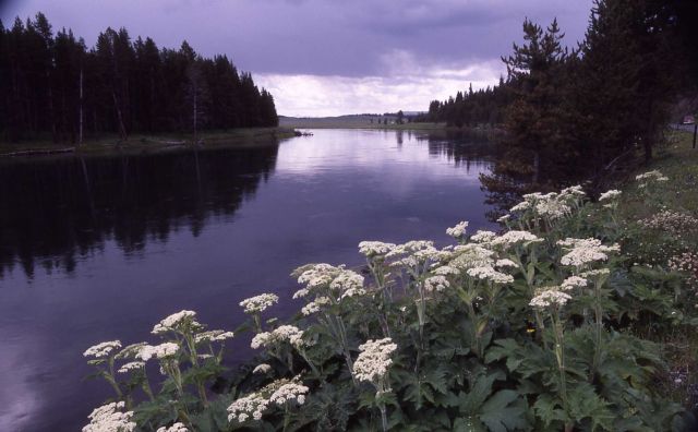 Yellowstone River north of Hayden Valley Picture