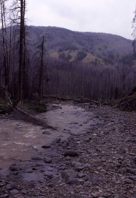 Miller Creek looking down stream from trail crossing Picture