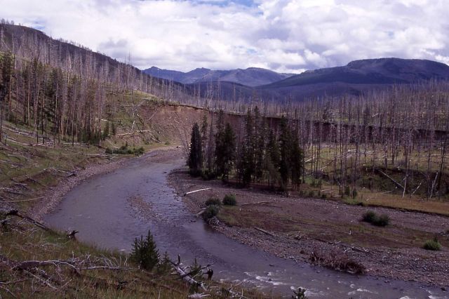 Lamar River above Miller Creek Picture