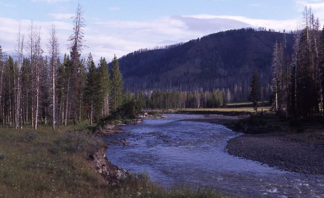 Lamar River at Cold Creek cabin Picture
