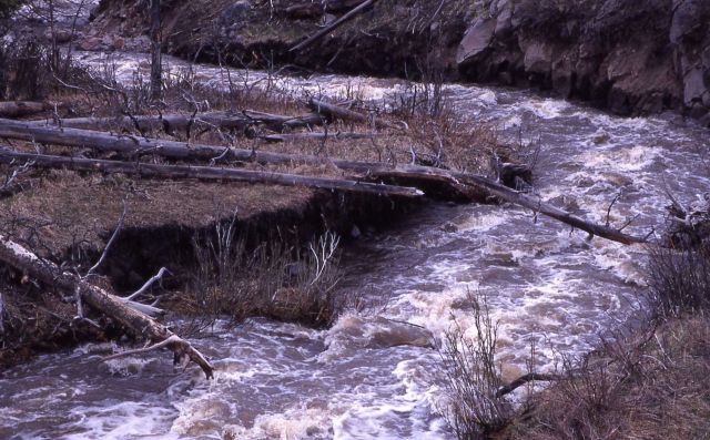 Blacktail Deer Creek Picture