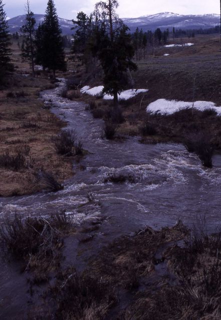 Blacktail Deer Creek Picture