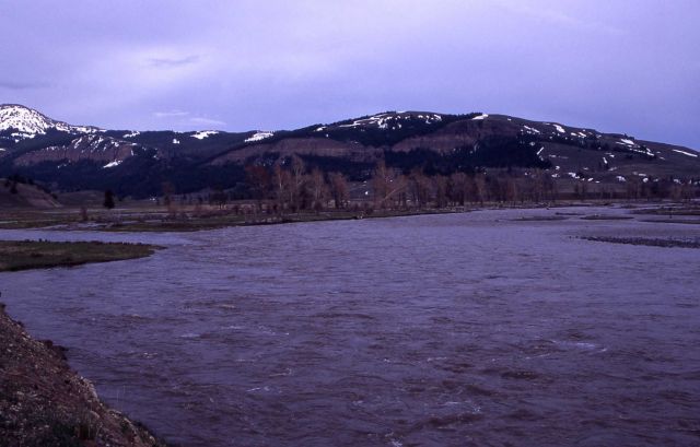 Lamar River at Soda Butte confluence Picture