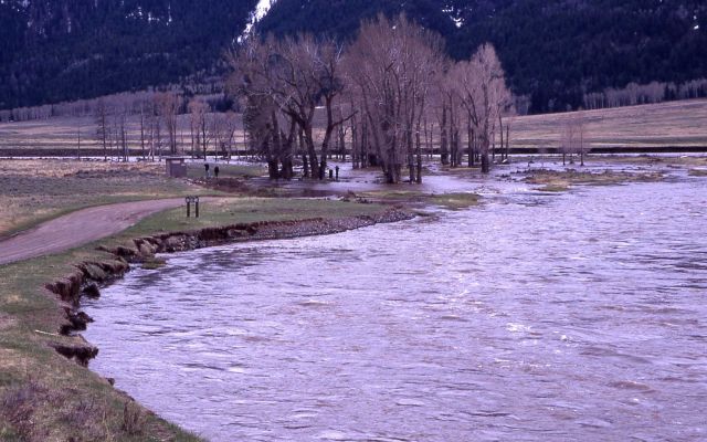 Lamar River with high water flooding the Lamar picnic area Picture