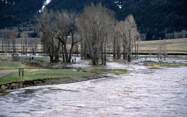 Lamar picnic area flooded by high water (Lamar River) Picture
