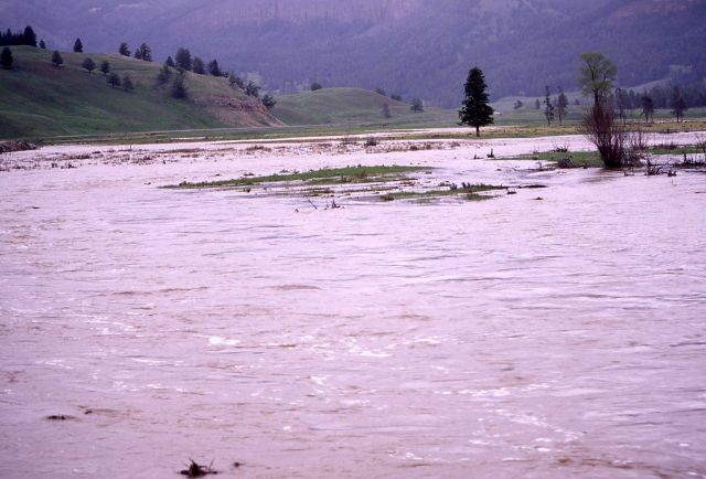 Soda Butte Creek during high run off Picture