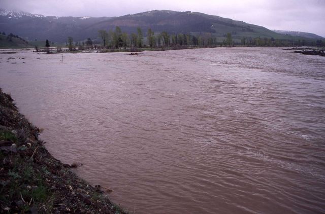 Lamar River & Soda Butte confluence Picture