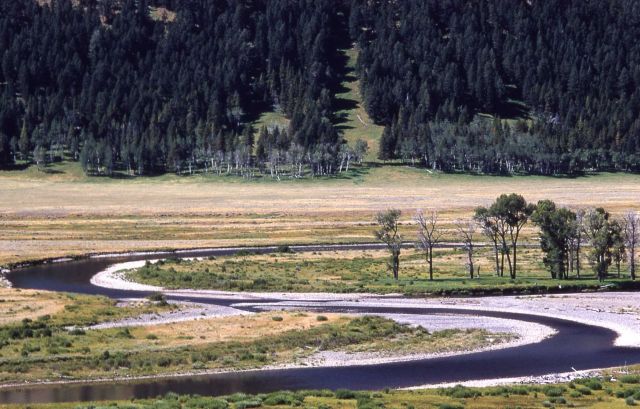 Lamar River Picture