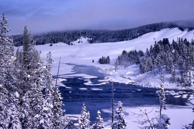 Buffalo Ford on the Yellowstone River in the winter Picture