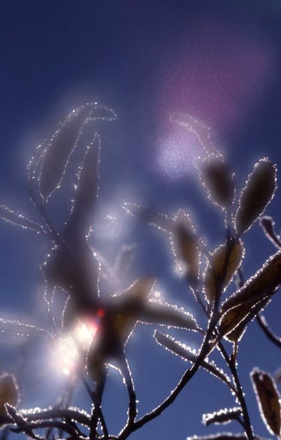 Frost on willow Picture