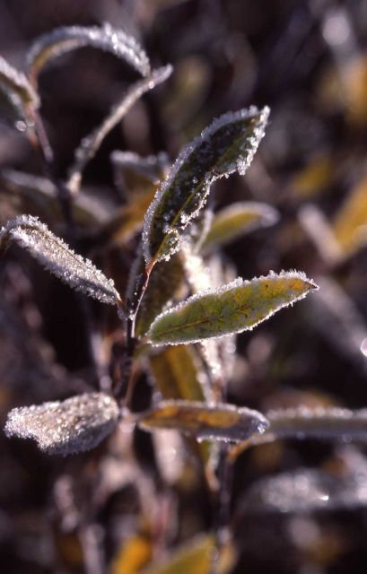 Frost on willow Picture