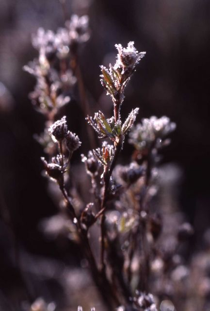 Frost on plant Picture
