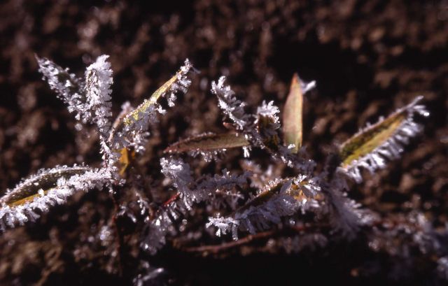 Frost on plant Picture