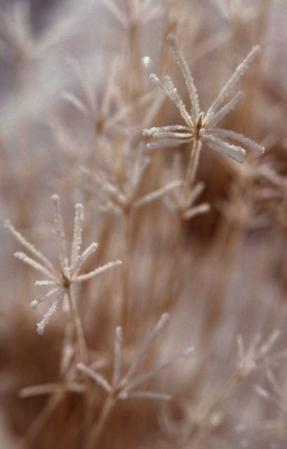 Frosted grass in Upper Geyser Basin Picture