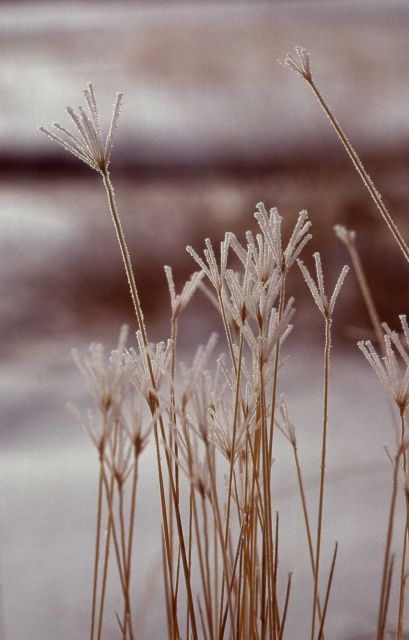 Frosted grass in Upper Geyser Basin Picture